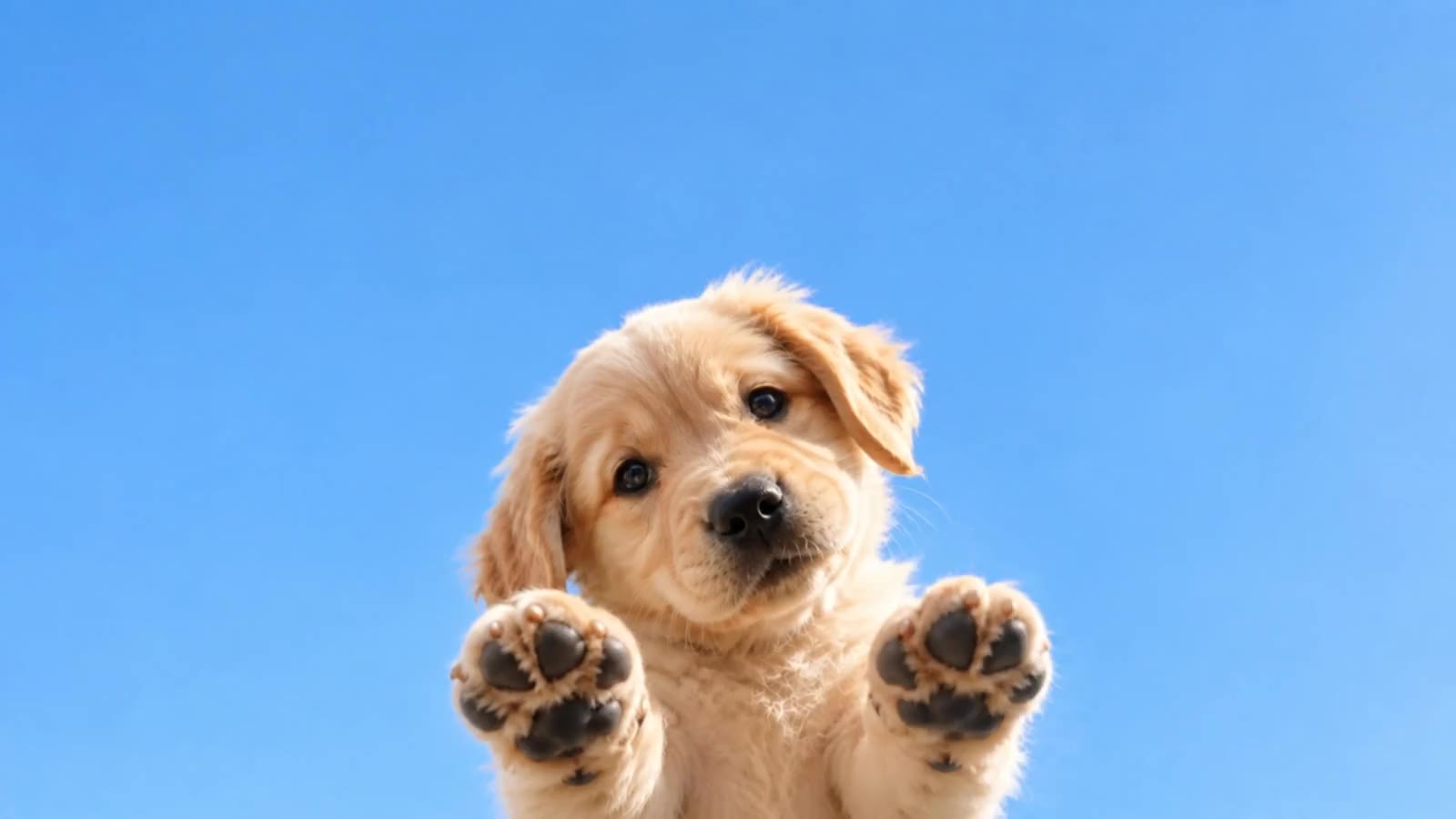 A golden retriever puppy reaching up against a bright blue sky